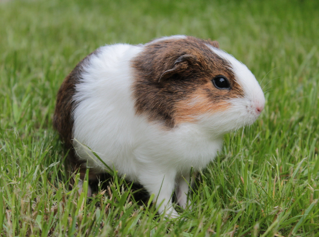 Cavia porcellus
